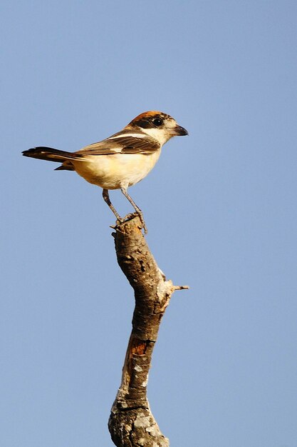 Lanius senator  the common shrike is a species of passerine bird