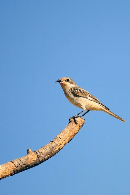 Lanius senator  the common shrike is a species of passerine bird