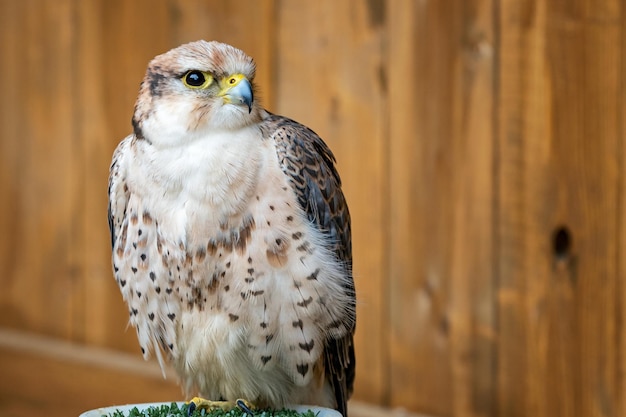 Lanner Falcon Falco biarmicus roofvogel portret