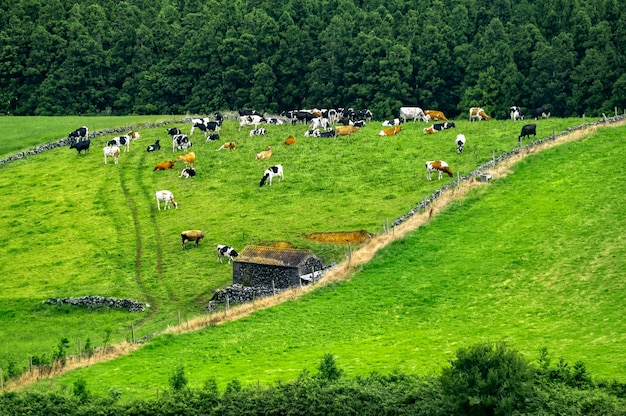 Ландшафт Азорских островов