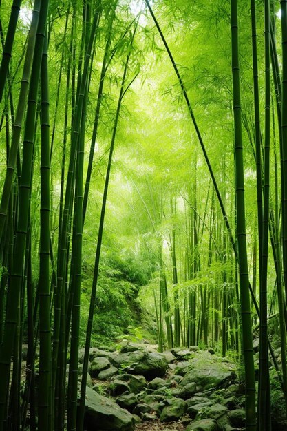 写真 熱帯雨林の竹の風景