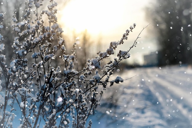 Lanscape snow on grass macro tree winter