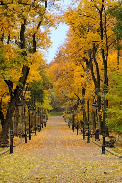 Lantaarn in het park herfst