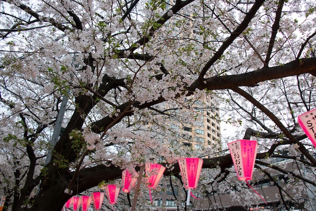 Lantaarn op Sakura Festival