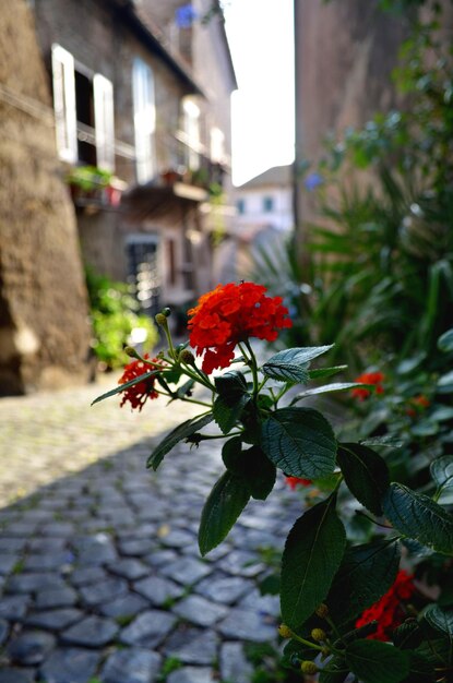 Foto lantana camara bloeit tegen het huis.