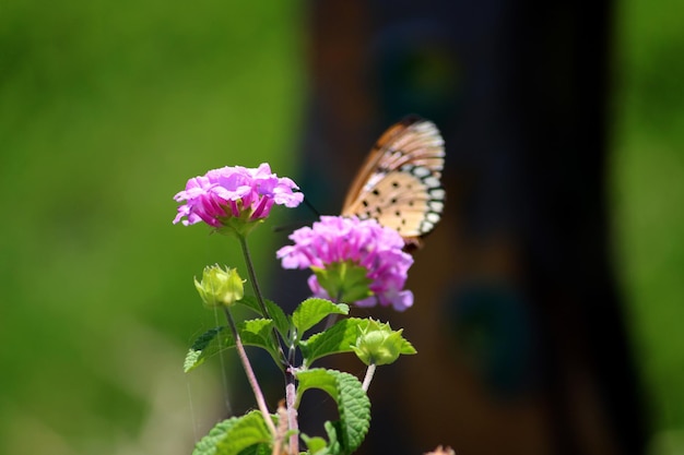 Lantana Camara-bloem met kopieerruimte