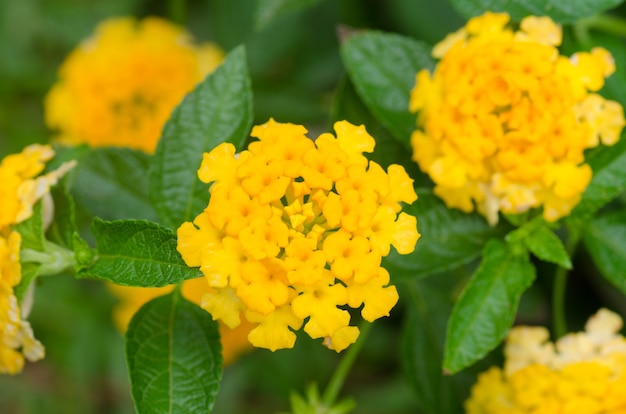 Lantana camara bloem