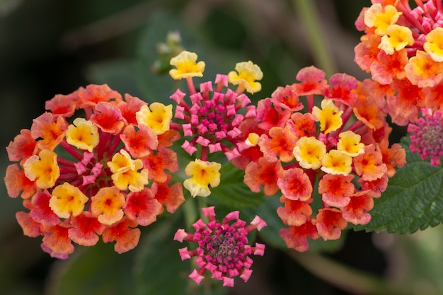 Lantana camara bloem