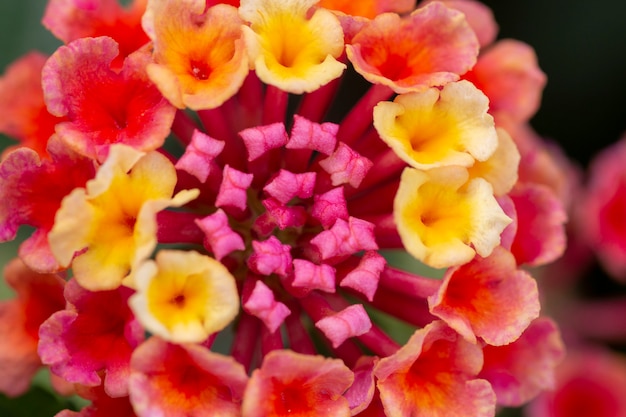 Lantana camara bloem