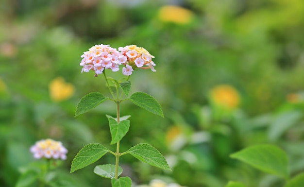 Lantana camara bloemen in de groene tuin.