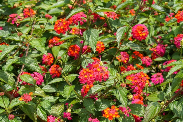 Lantana camara common lantana는 Verbena 가족 Verbenaceae 내의 꽃 피는 식물 종입니다.