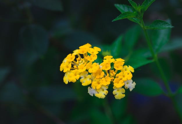 ランタナカマラの花、庭、