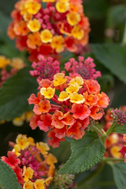 ランタナカマラの花