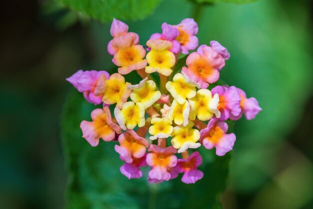 ランタナ・カマラの花 エチオピア アフリカ