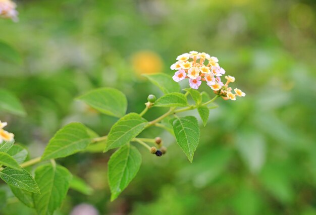 녹색 정원에서 Lantana camara 꽃입니다.