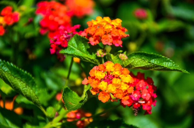 Lantana camara in the garden