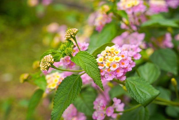 Lantana camara gewone lantana is een soort bloeiende plant binnen de verbena-familie Verbenaceae