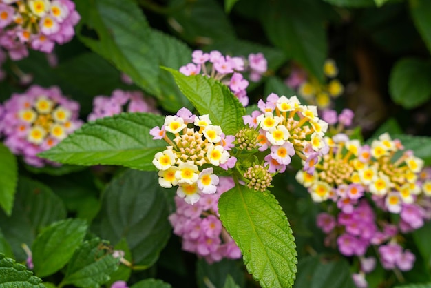 Lantana camara gewone lantana is een soort bloeiende plant binnen de verbena-familie Verbenaceae