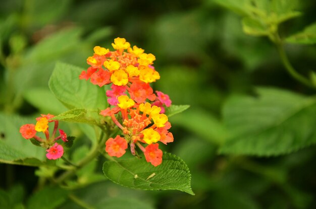 Lantana-camara in het park