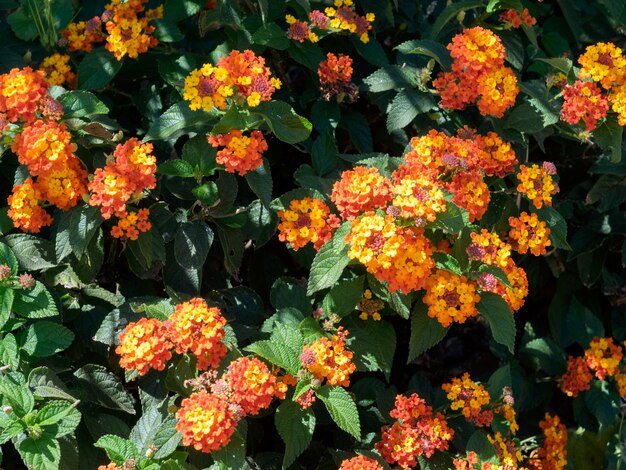 스페인 마르베야의 Lantana Camara 관목