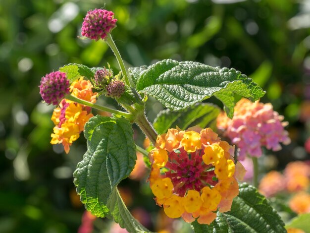 Lantana Camara Struik bloeiend in Marbella, Spanje