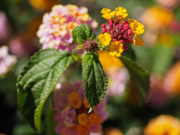 Lantana Camara struik in Marbella Spanje