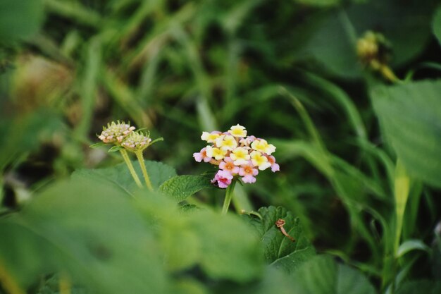 Lantana flower bunch with leaves