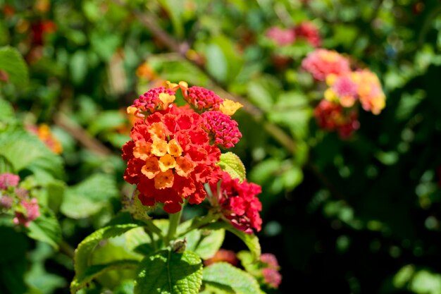 Lantana flower with red and yellow petals