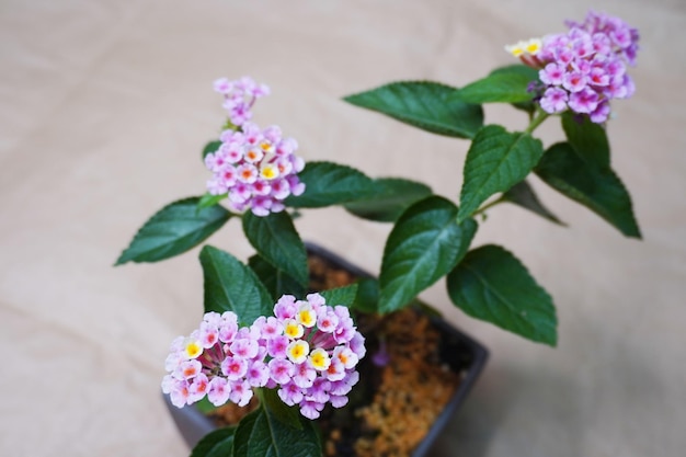 Photo lantana flowers