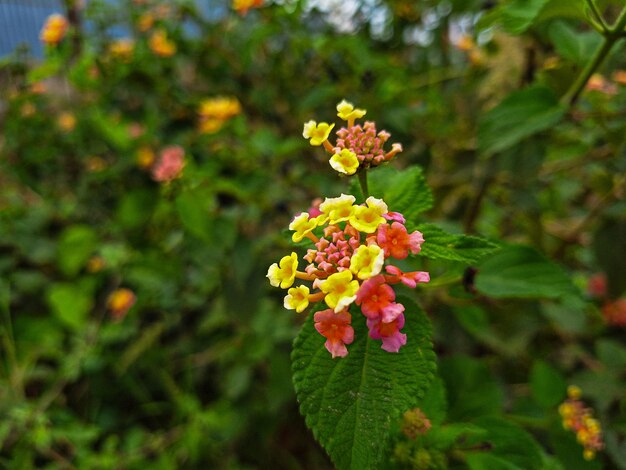 Photo lantana flowers