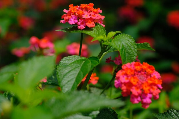 ランタナ ホリダの花は、バーベナ科の顕花植物の一種です。多くの生息地に住んでいます。