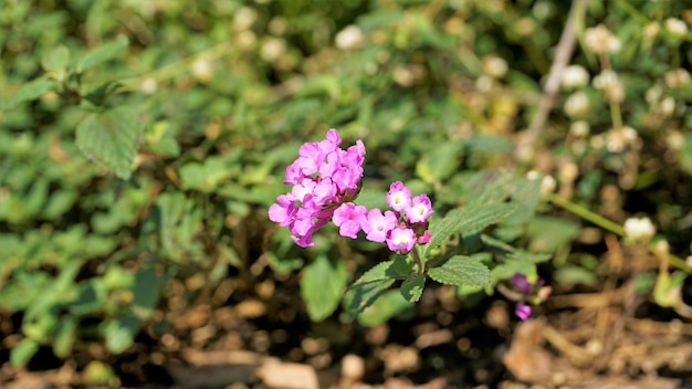 보라색 lantana 야생 버베나 등으로도 알려진 Lantana montevidensis