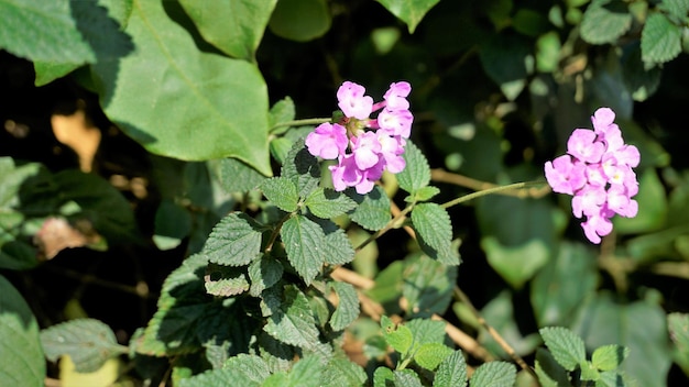 Lantana montevidensis ook bekend als Purple lantana Wild verbena etc