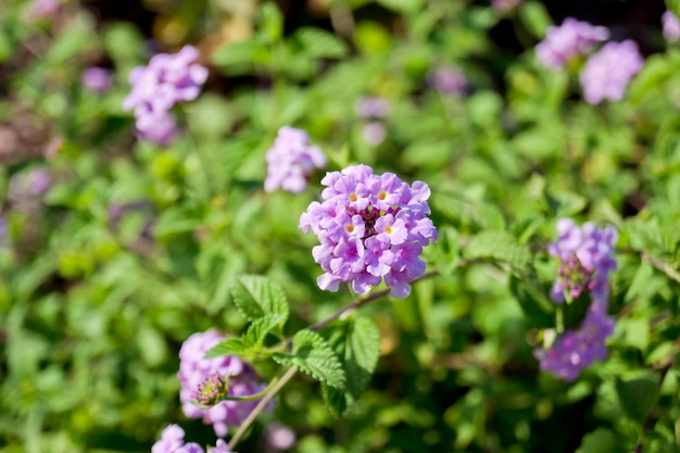 Lantana montevidensis Struik met kleine paars gele en witte bloemen