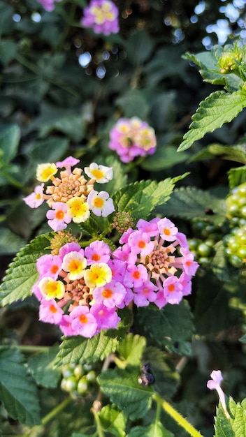 lantana montevidische bloei