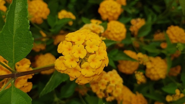 緑の背景を持つランタナ黄色の植物