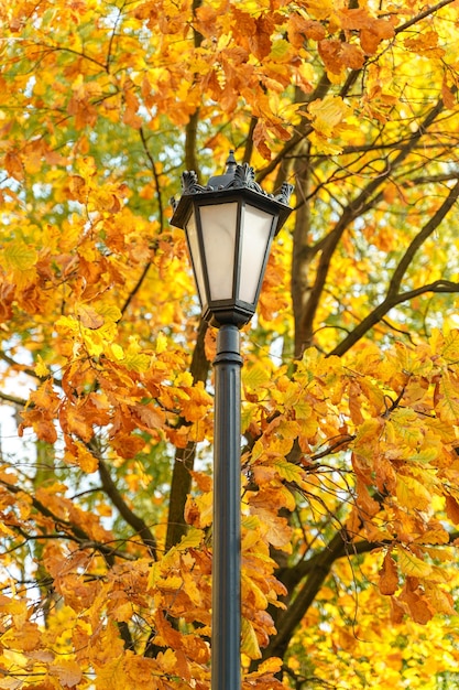 Lantern on the background of yellow foliage on trees