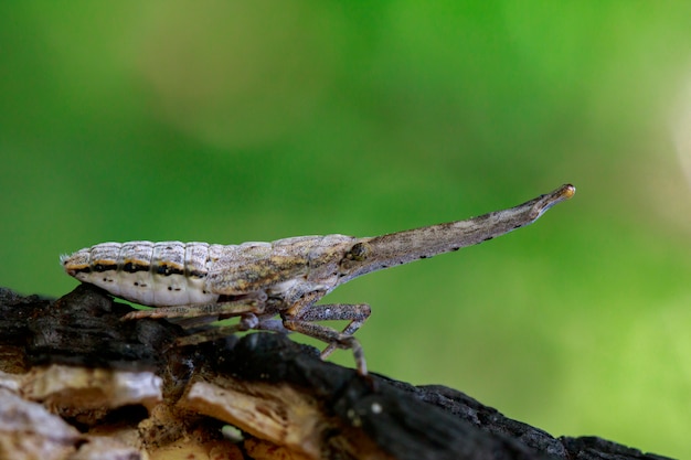 Lantern bug on a branch on a natural background