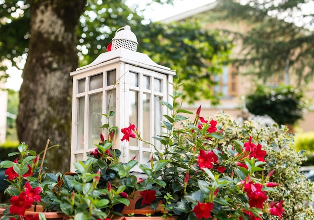 Photo lantern on flowering plants in garden