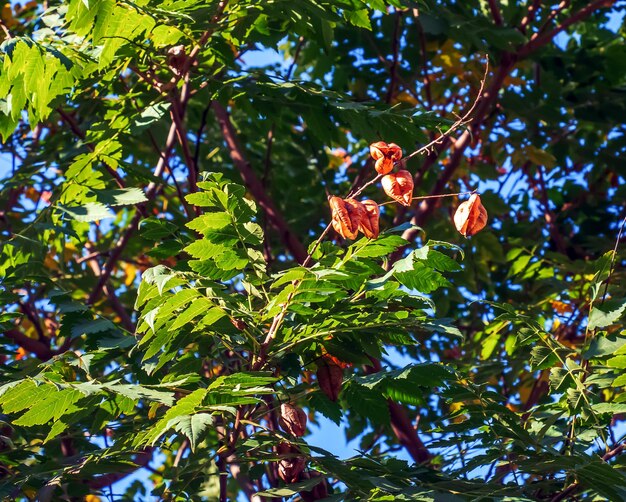 Lantern tree or golden rain tree botanical name Koelreuteria paniculata Common deciduous street tree