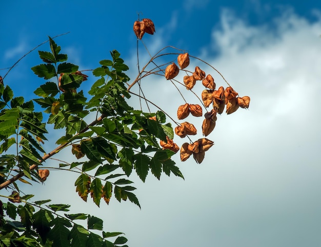 ランターンツリーゴールドレインツリー植物名:コエルレウテリア・パニキュラタ (Koelreuteria paniculata)