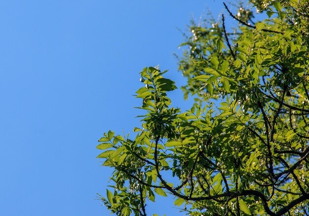 Lantern tree or golden rain tree botanical name Koelreuteria paniculata Common deciduous street tree