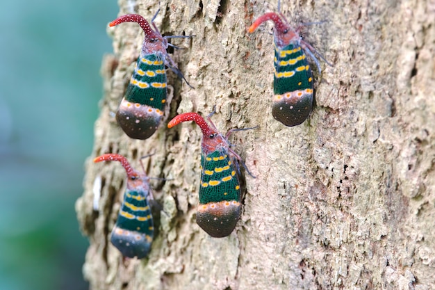 Foto lanternflies lantern bugs fulgoridae pyrops candelaria op de boom