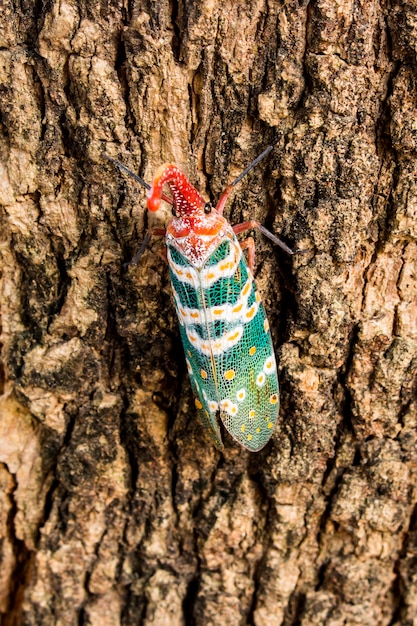 Lanternfly (lantern bugs) on tree