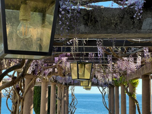 Photo lanterns on a long pergola entwined with wisteria