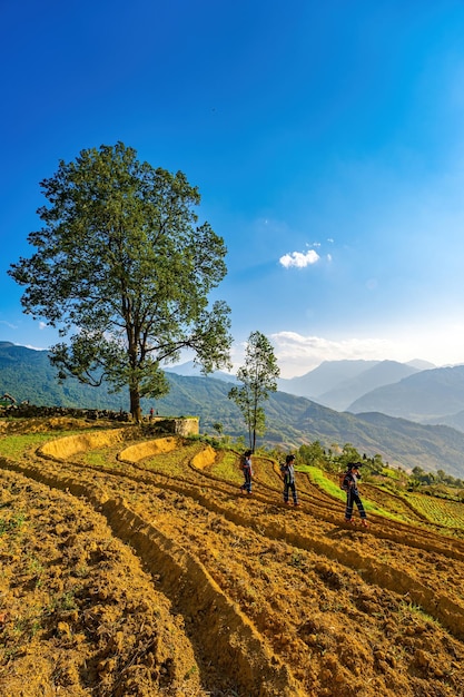 Lao Cai VIETNAM 06 MEI 2023 Drie Hani-vrouwen in nationale kleding lopen in rijstveld bij Choan Dan zijn de Hani- of Ha Nhi-mensen een etnische groep in Vietnam