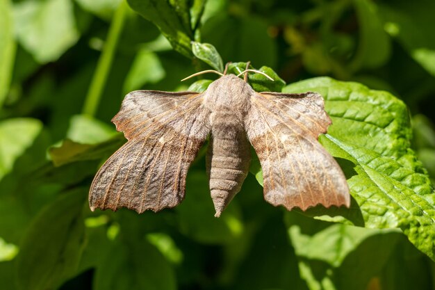 Laothoe populi in natural environment on blurry green leaves