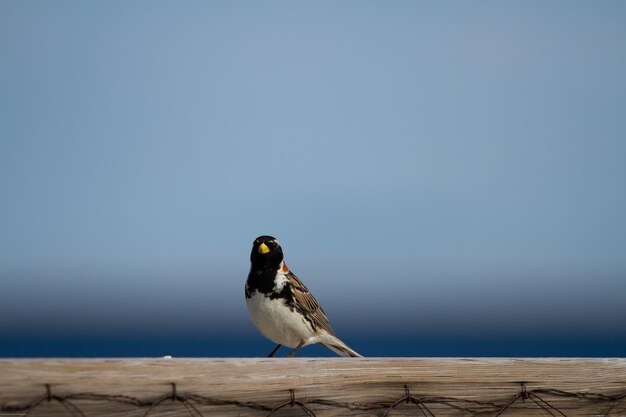 Lapland longspur sitting on a post over blue sky with copy space