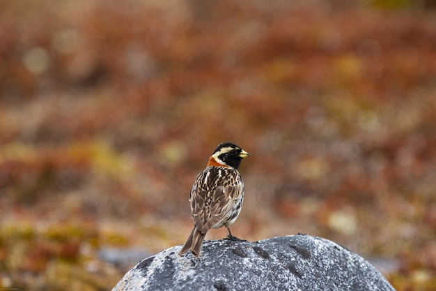 Lapland Longspur-vogel staande op een rots