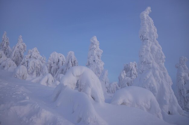 Lapland winter landschap boom sneeuw winter natuur kerstmis finland bos vorst berg arctisch lapland zonsondergang scandinavië idyllische noordelijke landschap zonsopgang sprookje